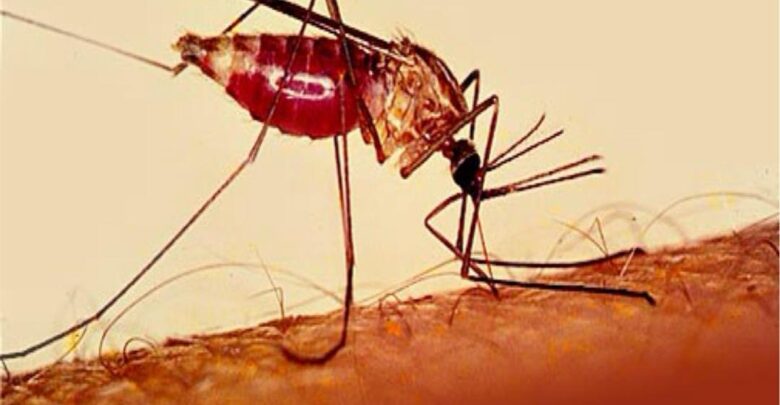 الذبابة المسببة للملاريا