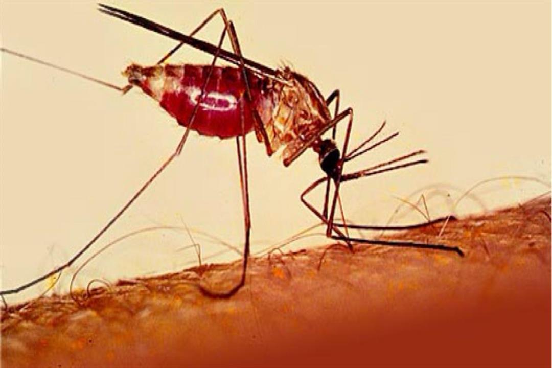 الذبابة المسببة للملاريا