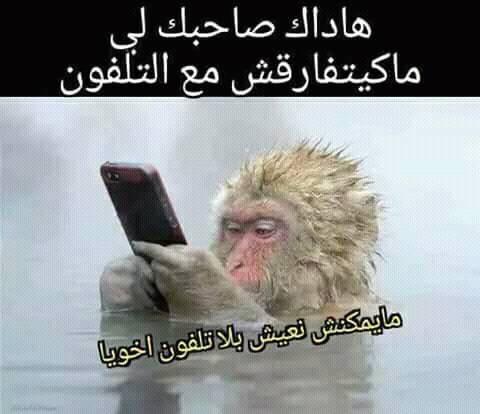 قرد مضحك