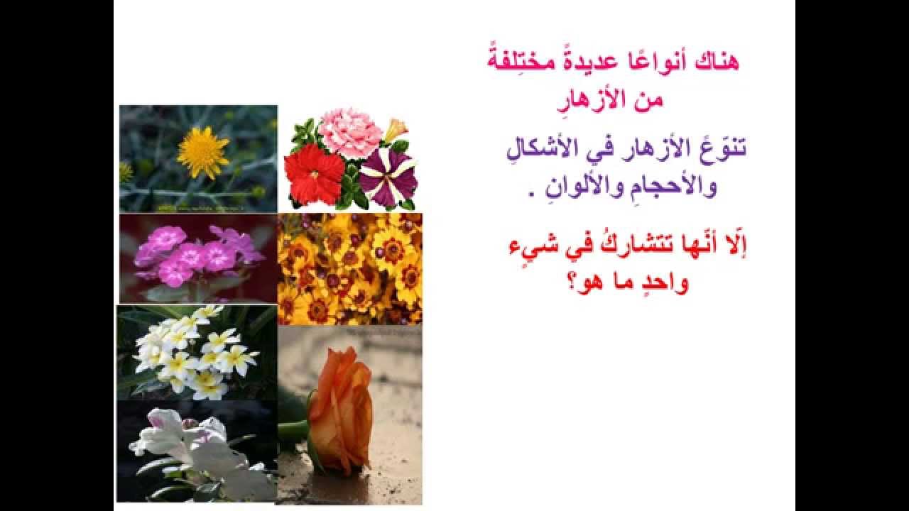 النباتات الزهرية