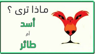 ماذا ترى