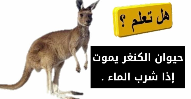 معلومات عن حيوان الكنغر