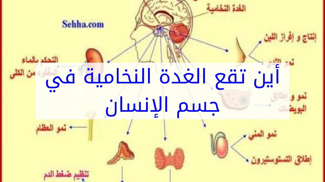 أين تقع الغدة