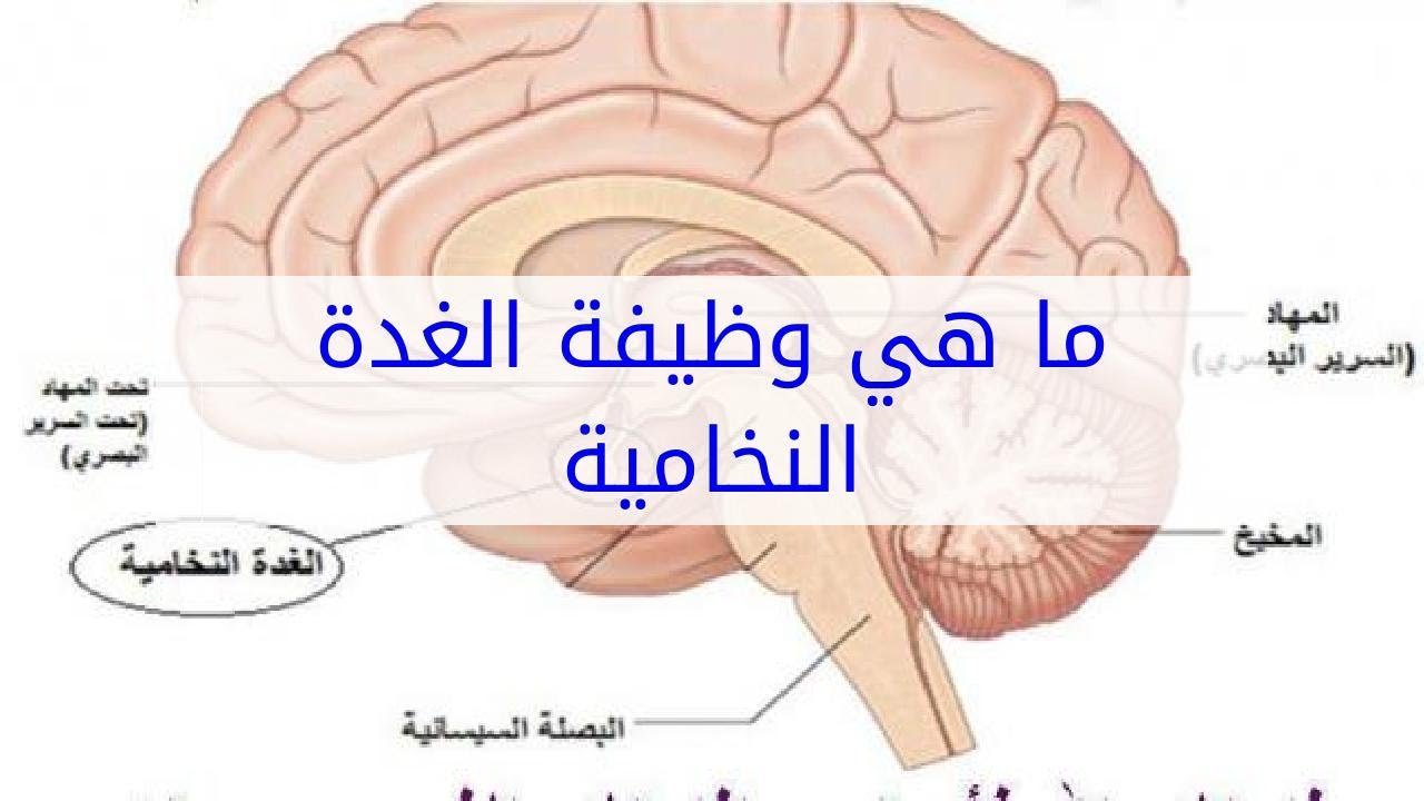 ما هي وظيفة الغدة النخامية