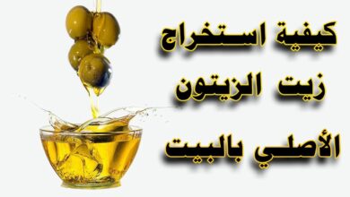 كيفية استخراج زيت الزيتون