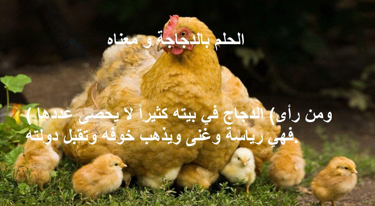 تفسير حلم الدجاج مصورة.