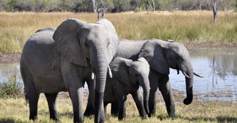 مجموعة فيله