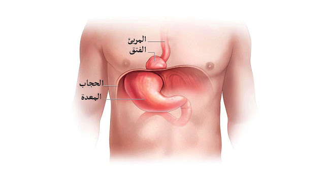 اين يوجد الحجاب الحاجز