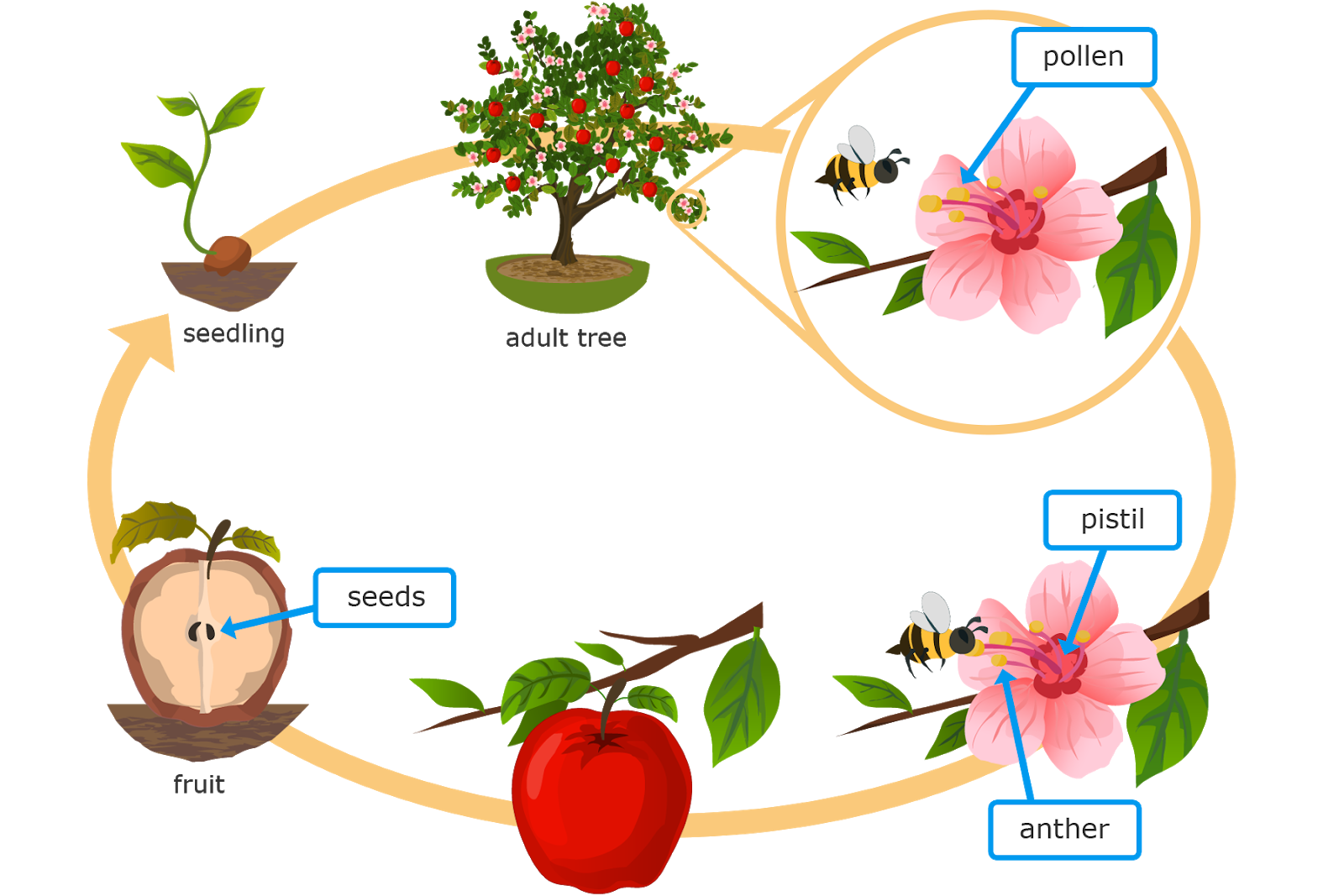 مراحل نمو التفاحة