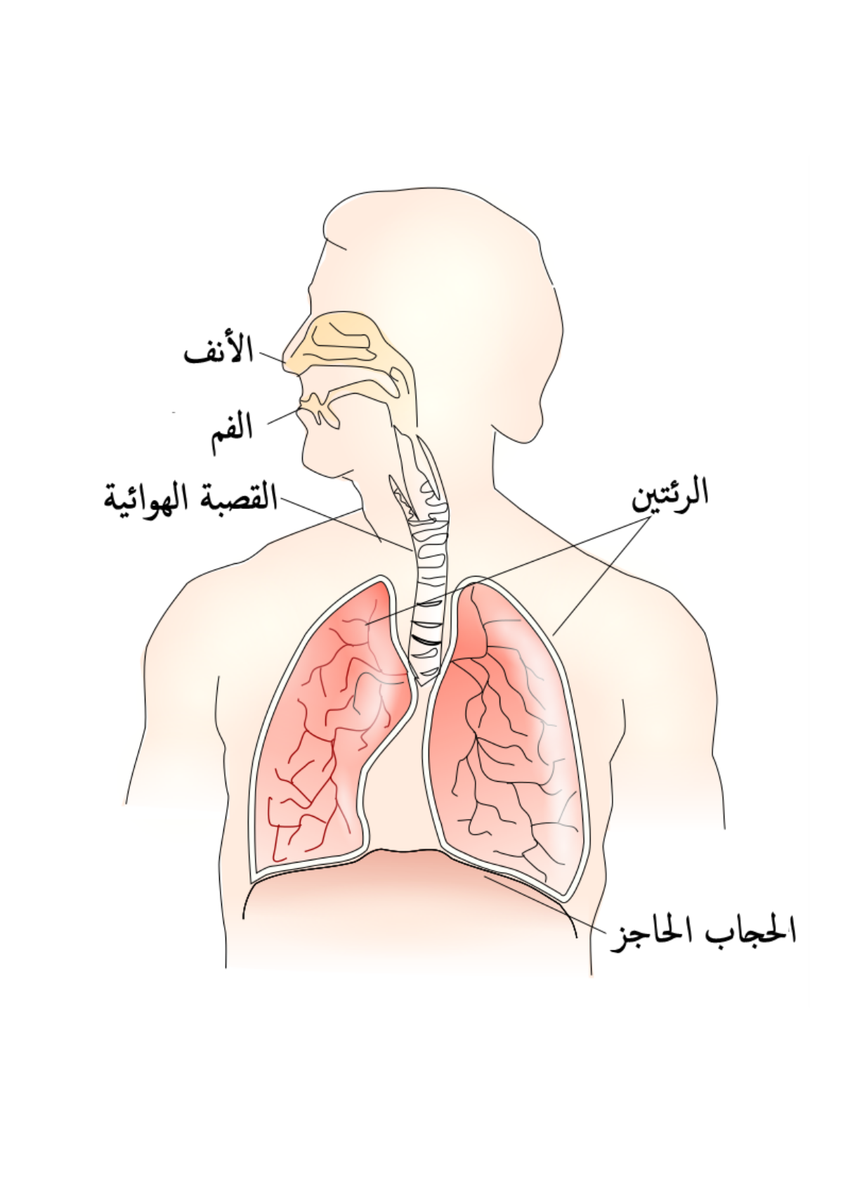 الحجاب الحاجز في جسم الإنسان