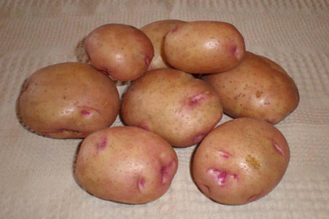 طرق حفظ البطاطس