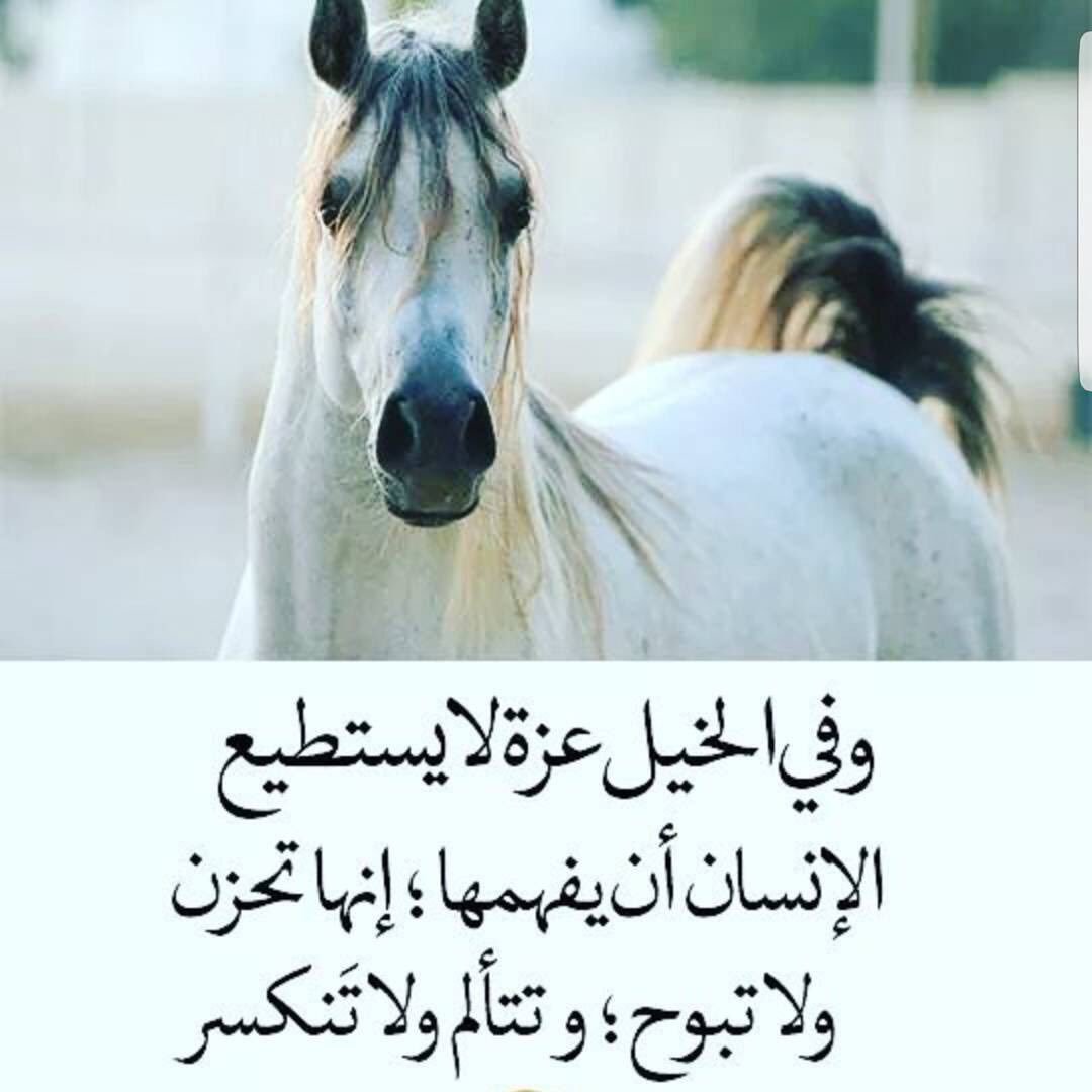 وفي الخيل عزة