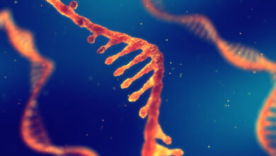 حمض الـ rna