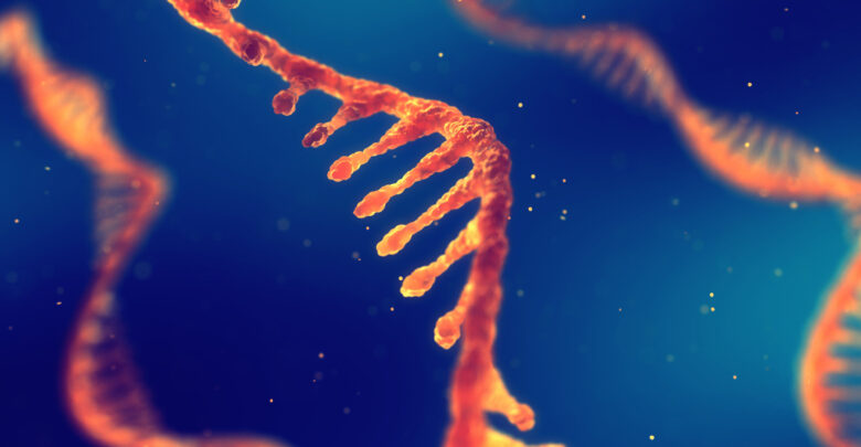 حمض الـ rna