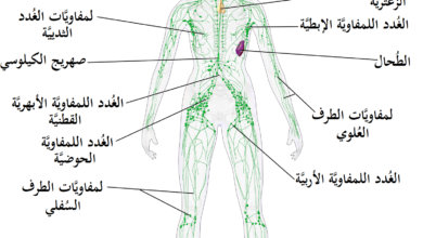 اماكن العقدة اللمفاوية