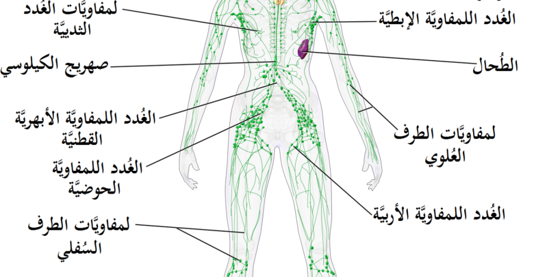 اماكن العقدة اللمفاوية