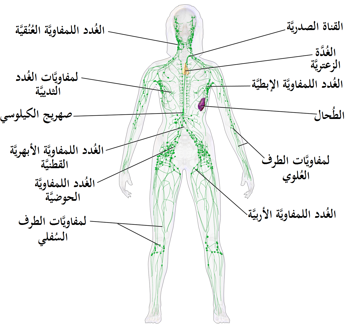 ما العملية التي تتم داخل خلايا الأنسجة في الساقين