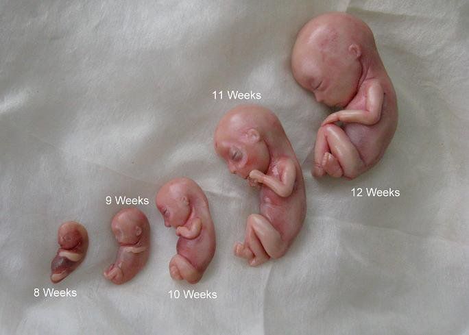 مراحل نمو الجنين.