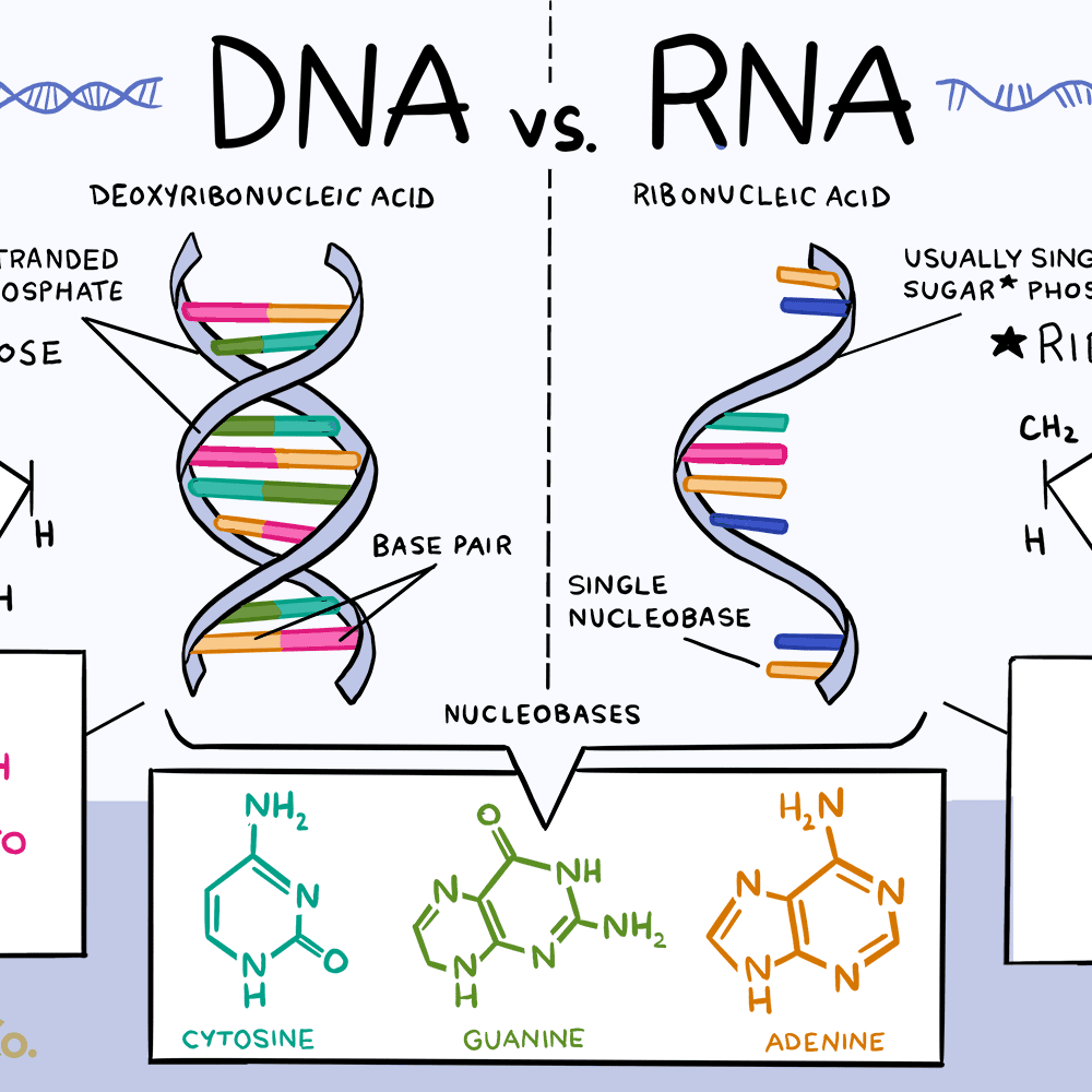 حمض DNA