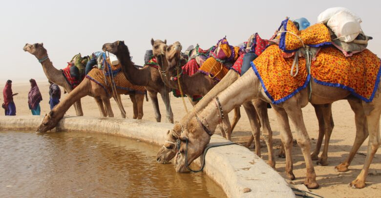 مجموعة من الجمال تشرب