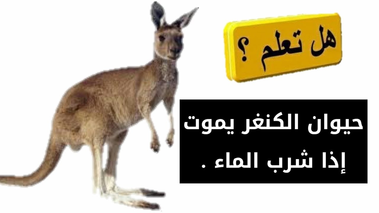 معلومات عن الكنغر