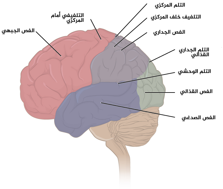 مكونات المخ