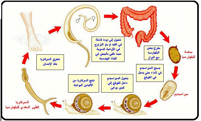 دورة حياة البلهارسيا