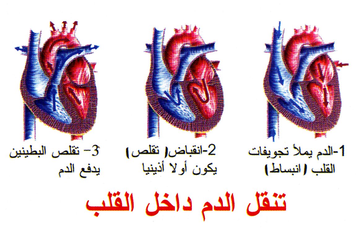 تنقل الدم داخل القلب