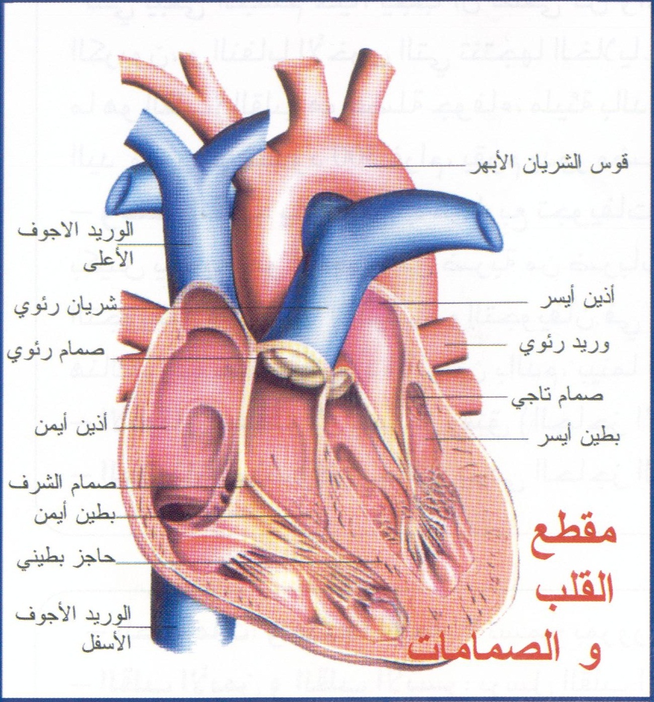 معلومات طبية هامة