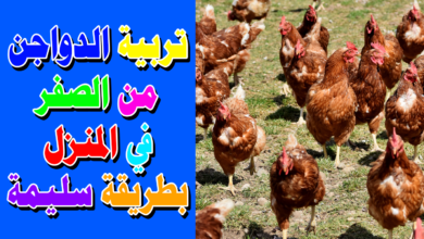 تربية الدواجن من الصفر