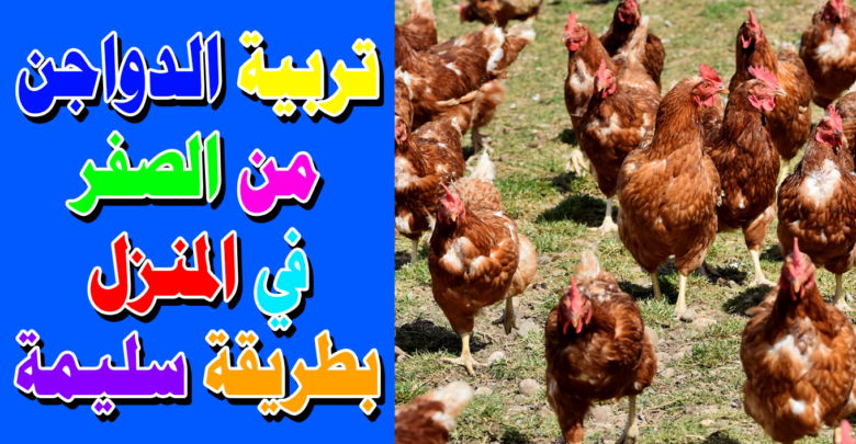 تربية الدواجن من الصفر