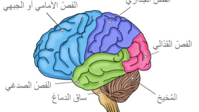 المخ