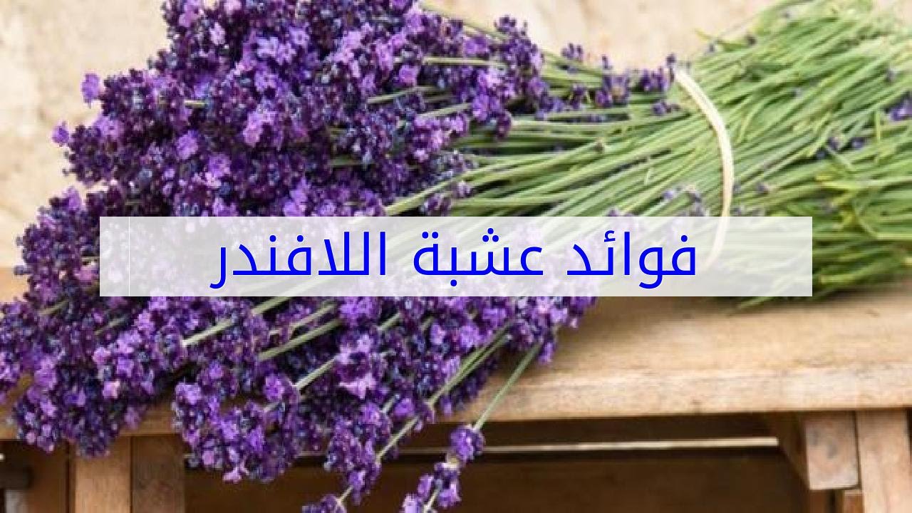 فوائد عشبة اللافندر