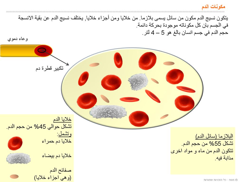 مكونات الدم