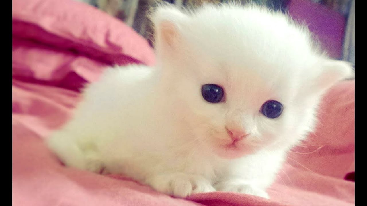 قطة بيضاء