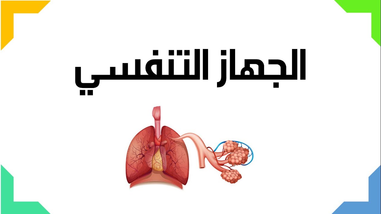 الجهاز التنفسي تعريفه ومكوناته في بحث شامل