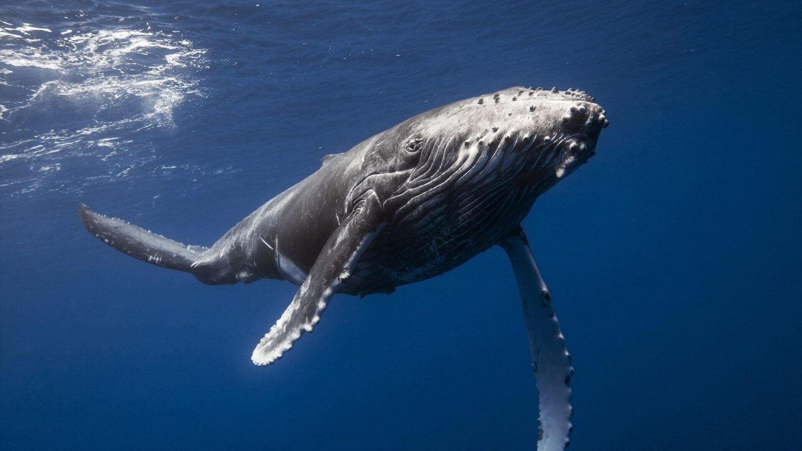 حقائق غريبة عن الحوت الأزرق