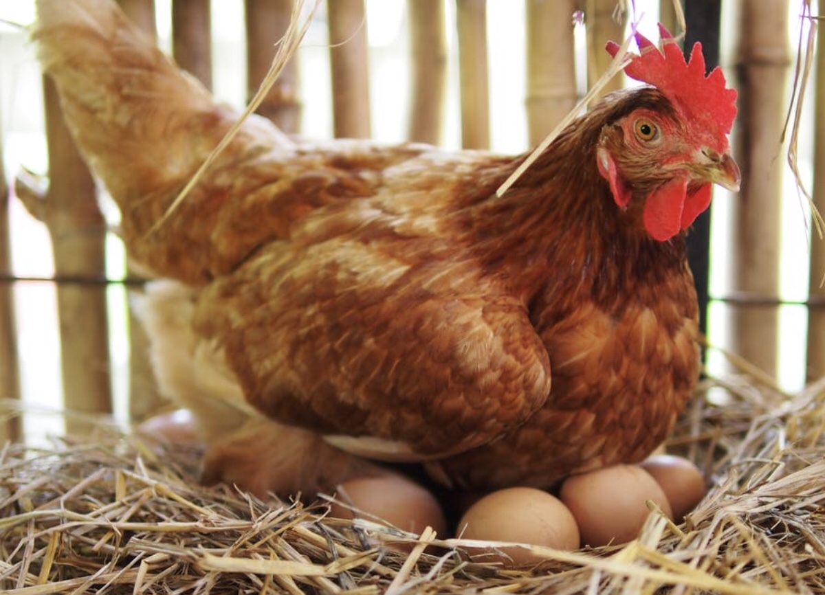 دجاجة ترقد فوق بيض
