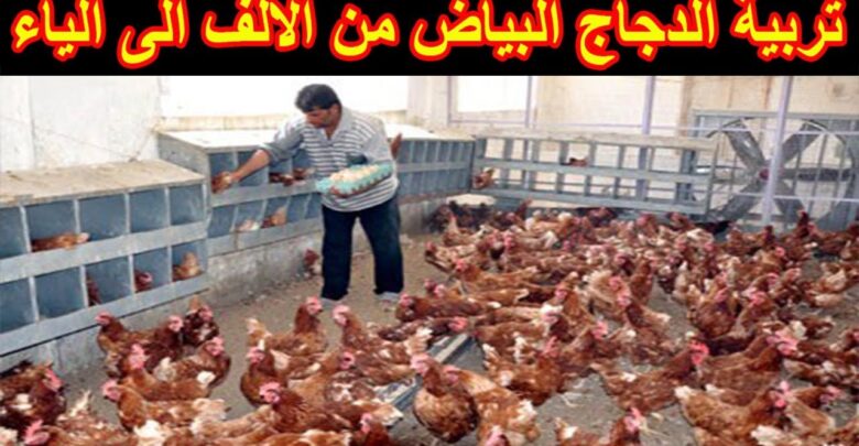 تربية الدجاج البياض من الألف للياء