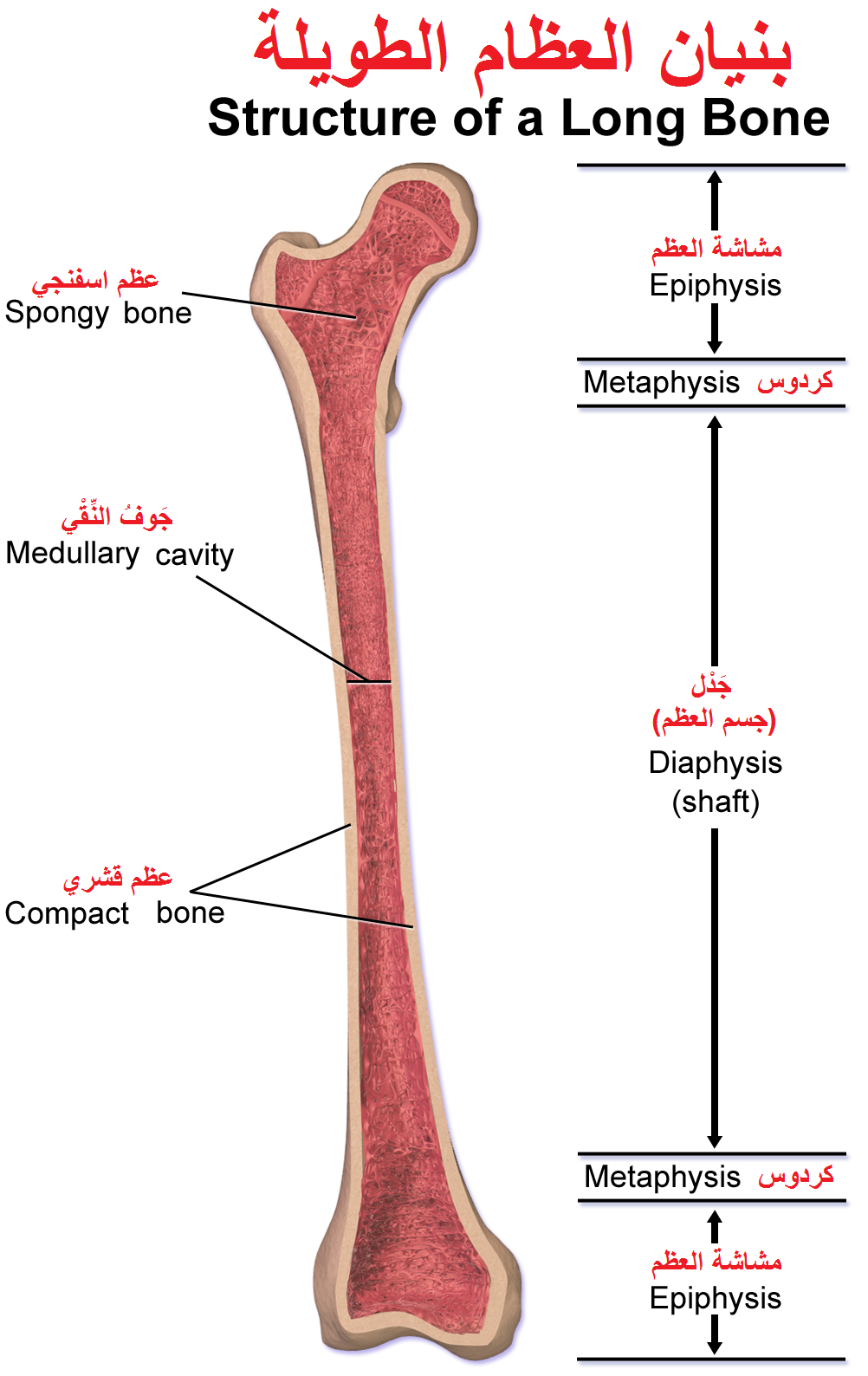 نخاع العظم