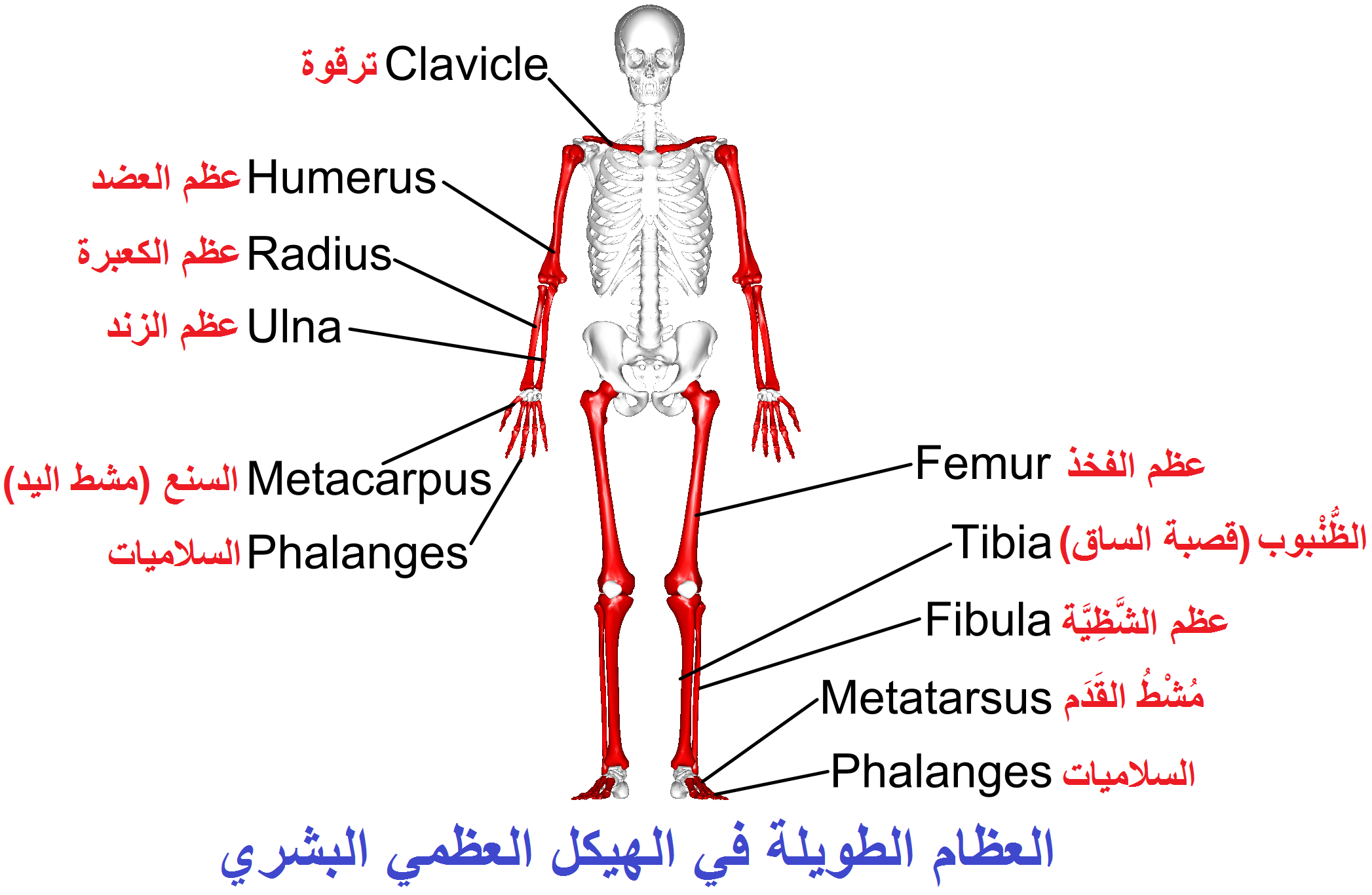 العظام الطويلة في الهيكل