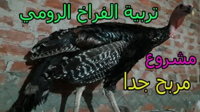 تربية الفراخ الرومي