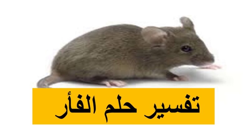 تفسير حلم الفأر