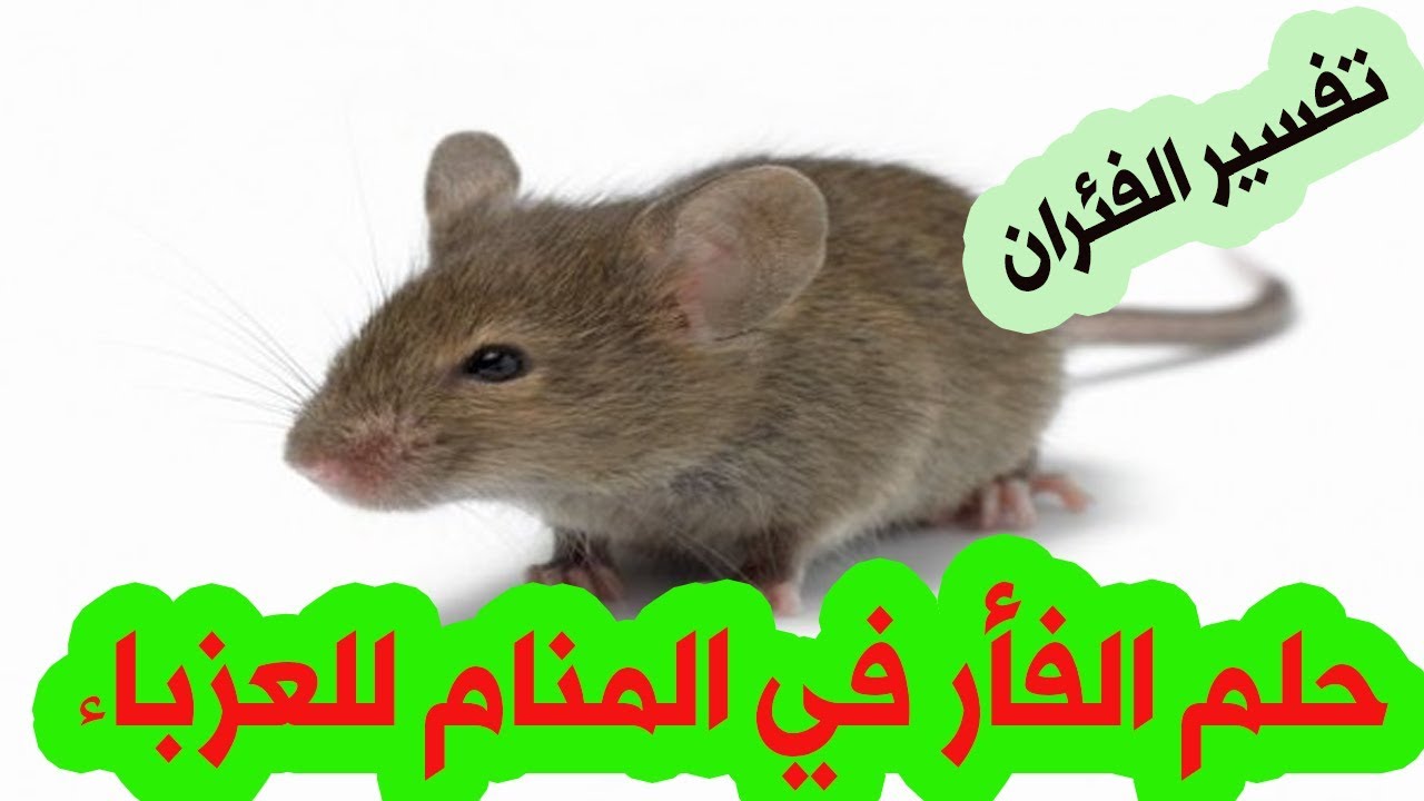 حلم الفأر في المنام للعزباء