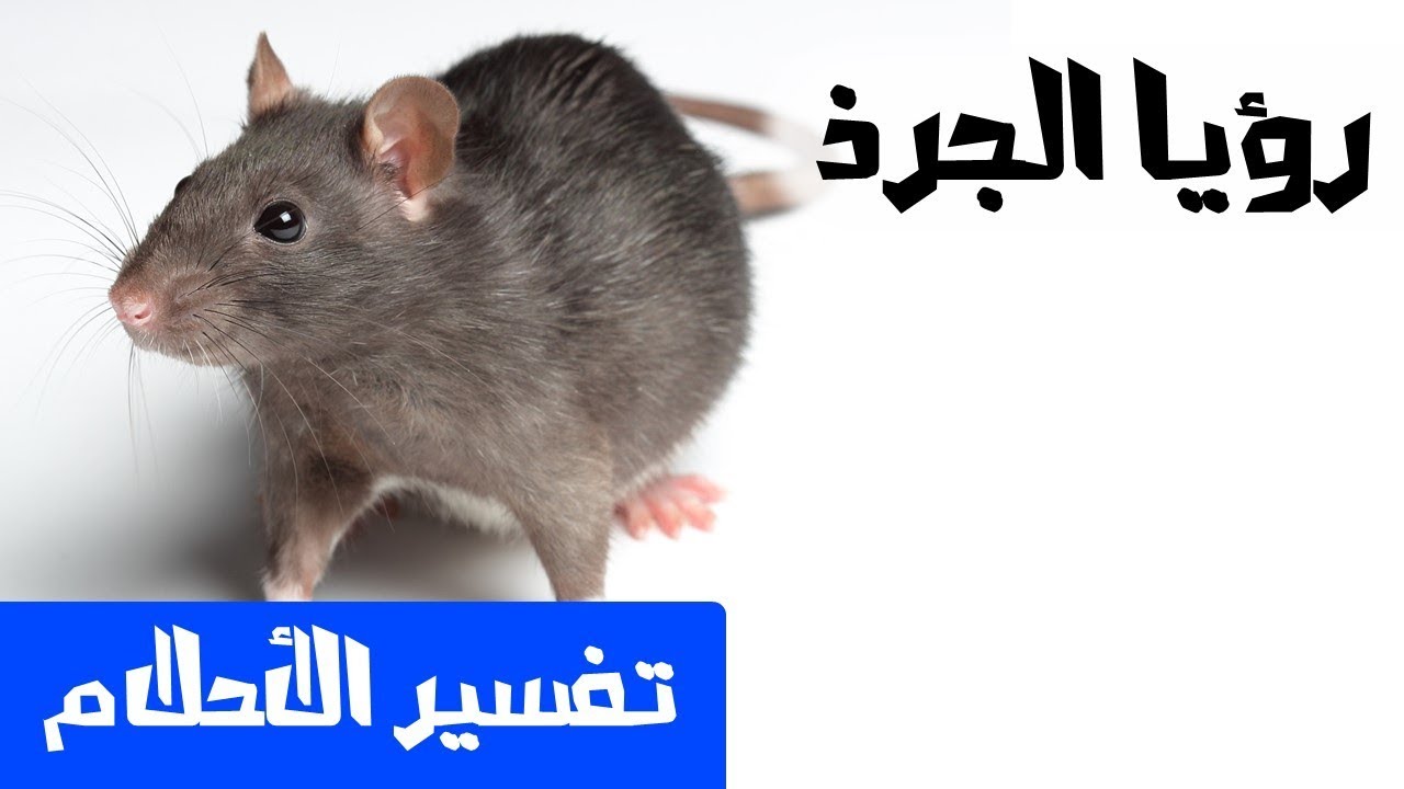 رؤيا الجرذ في المنام