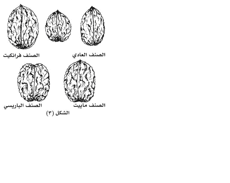 اصناف الجوز 