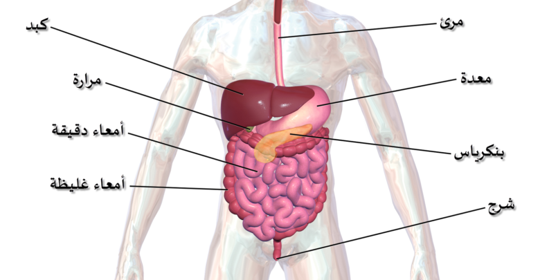 أعضاء الجهاز الهضمي