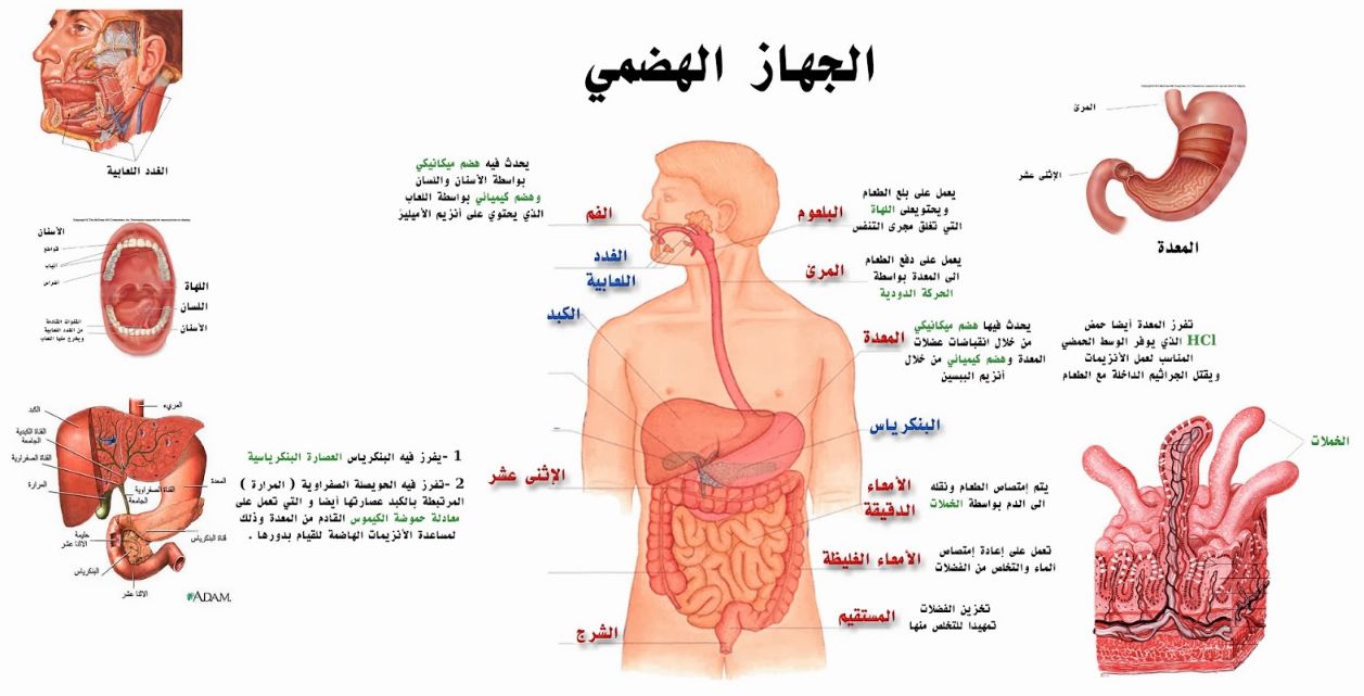 الجهاز الهضمي