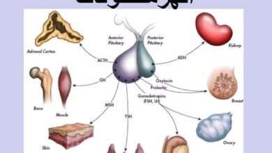 معلومات عن الهرمونات