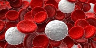 شكل خلايا الدم البيضاء والحمراء
